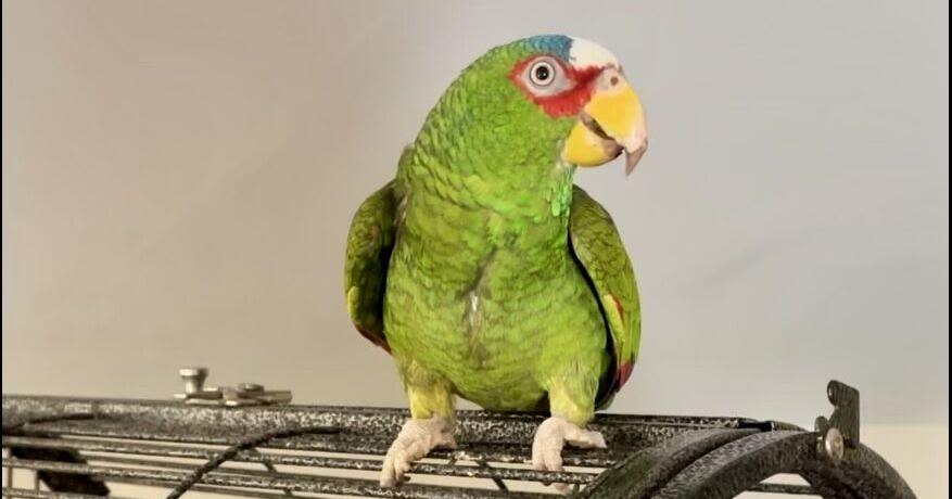 Potty-mouthed parrot arrives at shelter; 400 people apply to adopt him