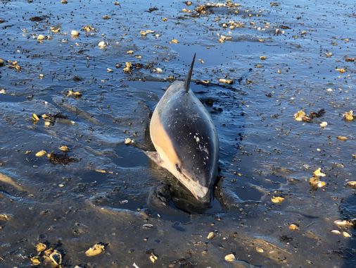 More than 80 dolphins stranded in ‘difficult location’ during low tide on Cape Cod, environmental group says - The Boston Globe