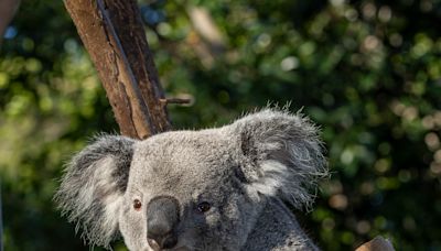 Koalas debut next week at Brookfield Zoo Chicago