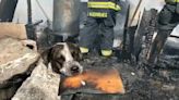 ¡Conmovedor VIDEO! Perro llora desconsoladamente al ver su casa quemada por un incendio