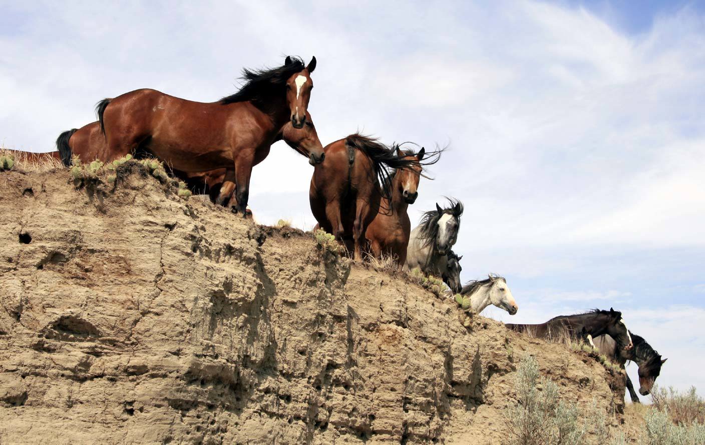 Letter: Thank you for supporting the wild horses at Theodore Roosevelt National Park