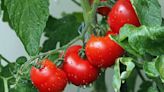 Talking tomatoes and hungry caterpillars: Scientists unlock more secrets of plant communication