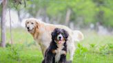 Owner gets golden retriever a puppy to play with—but there's a problem