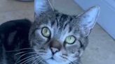 La historia de Bagel el gato: pasó de ser experimento de laboratorio a “curar corazones”