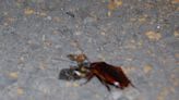 Los métodos naturales y químicos contra las cucarachas