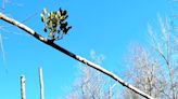 Mistletoe is America's most popular parasite | ECOVIEWS