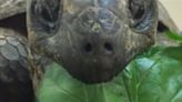 Jacksonville Zoo’s Goober the Aldabra tortoise is celebrating his special day