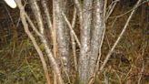 Henry Homeyer: Start now on thinning, grooming trees, shrubs and bushes