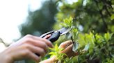 Taillez ces plantes avant mi-juillet (ou bien elles ne survivront pas jusqu’à août)