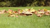 8 fall lawn care tips to maintain the perfect grass