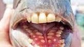 FISHING REPORT: Sheepshead good to eat, hard to eyeball (ugly!); here are some pointers