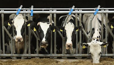 Bird Flu Is More Widespread Among Dairy Cows, Sewage Tests Suggest