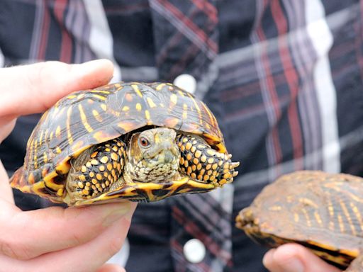 Ornate box turtles the focus of June's First Thursday Presentation