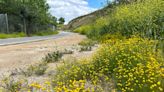 Invasive stinknet dominates natural areas and poses threat to native habitats