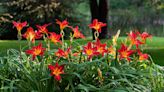 Daylilies are beauties living a lie