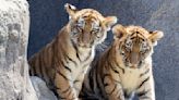 Amur tiger cubs have their first public outing at Germany’s Cologne Zoo