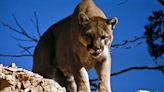 Former Denver Broncos player Derek Wolfe kills large mountain lion using bow