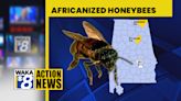 Africanized Honeybees found in Alabama - WAKA 8