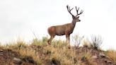 Silver Cliff woman gored by mule deer buck taken to Pueblo hospital for treatment