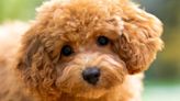 Maltipoo: Fun Facts