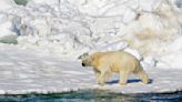 Rare attack in Alaska renews interest in polar bear patrols
