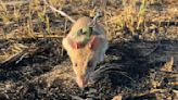 Riesenhamsterratten erschnüffeln Landminen in Angola