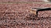 Alto precio del cacao seduce a sembrar más, con el riesgo de una sobreproducción que lo desplome a futuro