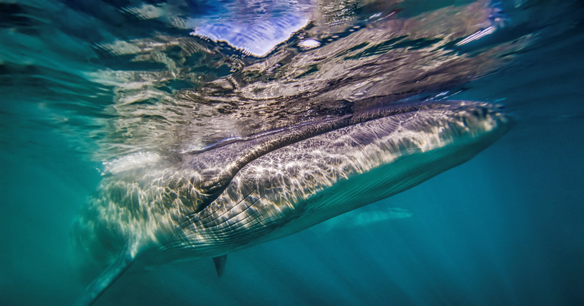 A whale makes a comeback off Argentina's coast 100 years after vanishing