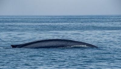 ‘A gift from Mother Nature’: Rare blue whale, largest mammal ever, spotted off Cape Ann - The Boston Globe