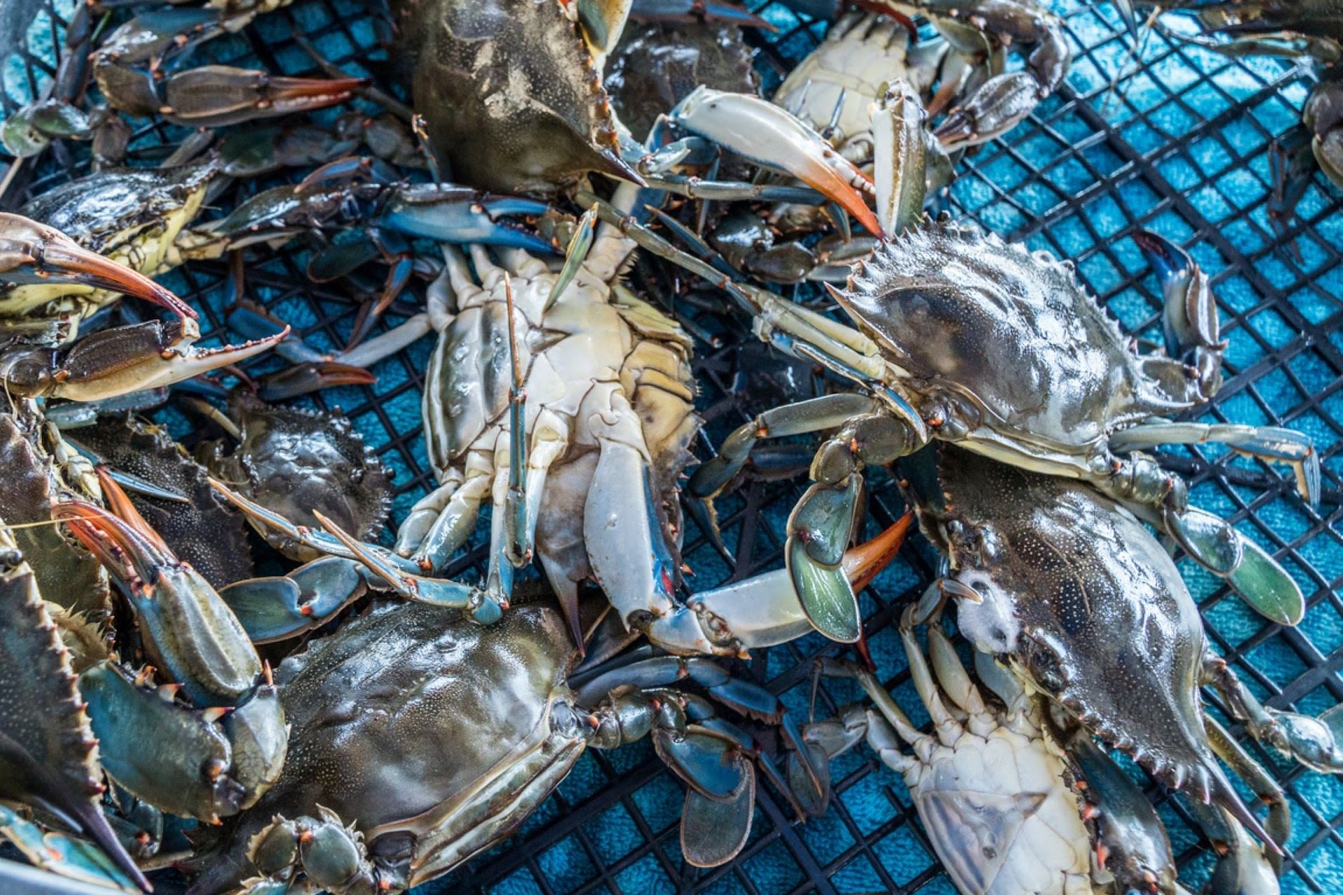 Experts urge people to fish and eat crab species putting entire fishing industry at risk: 'An animal of unacceptable intelligence'