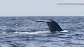 Now is the best time of year to see blue whales in San Diego