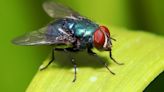 The two- ingredient mix I use to keep flies out of my home & I NEVER wear yellow