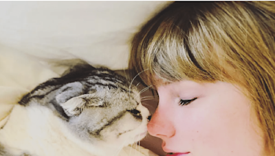 Taylor Swift's cats: What she's said about Meredith Grey, Olivia Benson and Benjamin Button