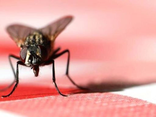 Genius window method to get flies out of your house in hot weather every time