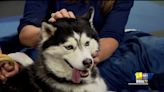 Meet Maya. A 3-year-old husky with lots of energy