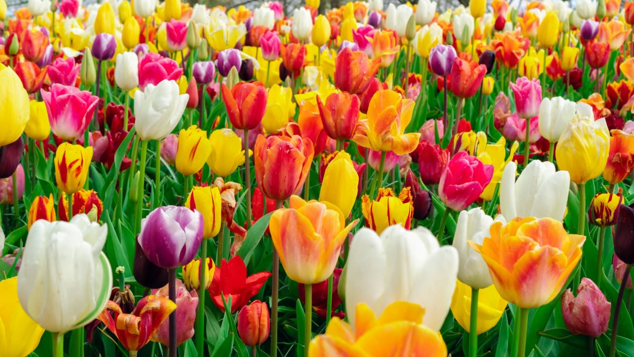 Tulip Festival weekend set to kick off in Albany