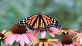Endangered monarch butterflies are winging through southwest IL, and you can help them