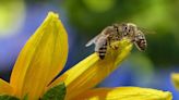 Campbell Vaughn: Take part in the Great Pollinator Census and be a scientist for a day