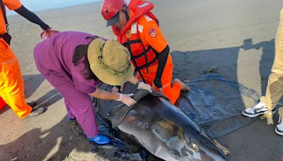 小抹香鯨擱淺宜蘭海灘 緊急搶救仍救不回無奈安樂死