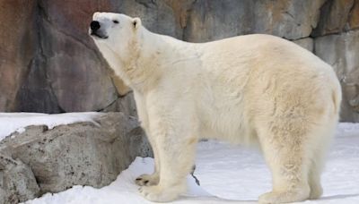 Polar bear death closes Wild Canada exhibit at Calgary Zoo | CBC News