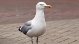 Fire service rescue of baby seagull divides seaside town where some wanted it shot