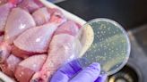 High levels of resistant bacteria found in uncooked meats and raw dog food: ‘Red flag’