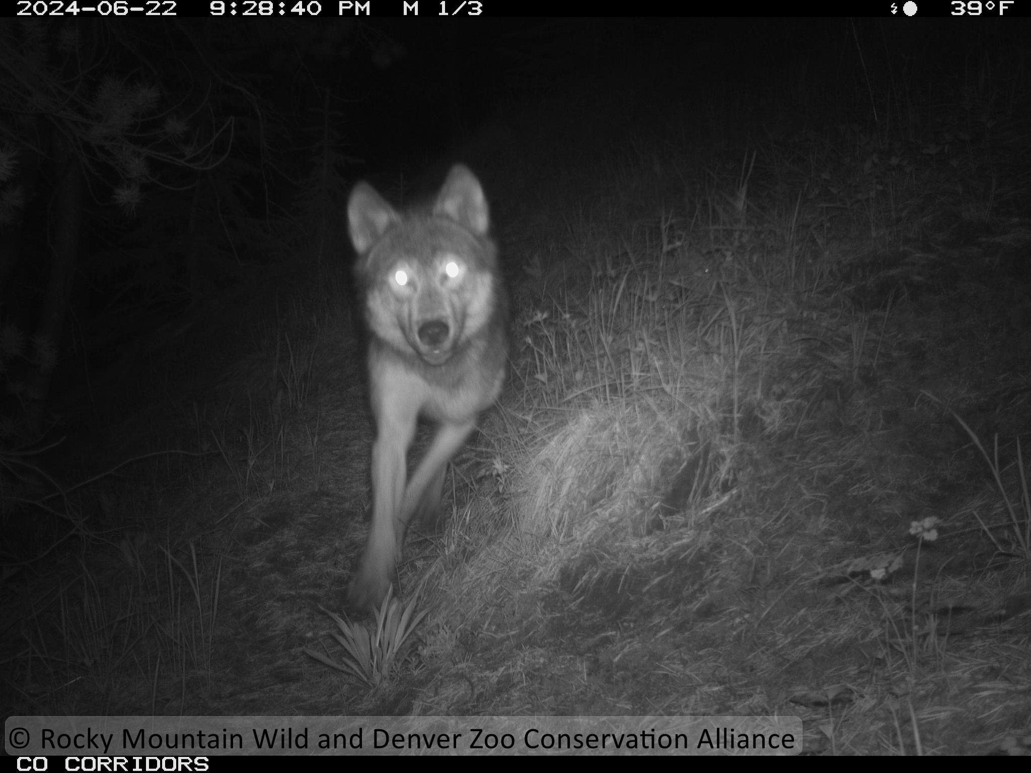 Colorado's released wolves move away from Rocky Mountain National Park