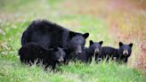 Alaska Wildlife Officials Kill 4 Black Bears at Anchorage Campground