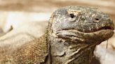 Komodo Dragon Teeth Have Iron Caps For Sharpness, Scientists Discover