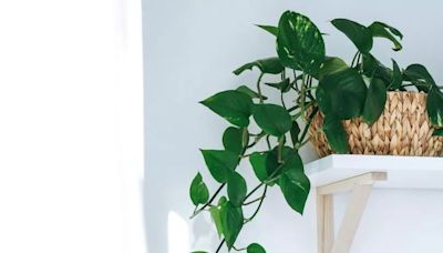 The seven 'impossible to kill' houseplants that are perfect for forgetful owners