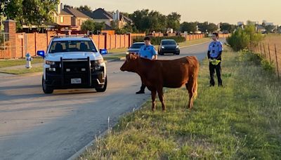 'The wild west' - of Plano? Police wrangle loose cow and return her home