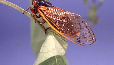 Millions of cicadas about to emerge across the tri-state area