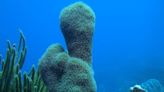Pillar coral ‘critically endangered’ following 80% drop in population