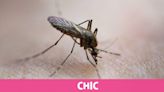 ¿Cómo saber que una picadura de mosquito da alergia?